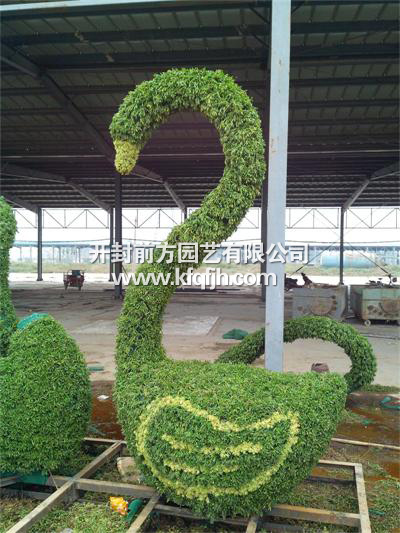 五色草造型|——天鵝