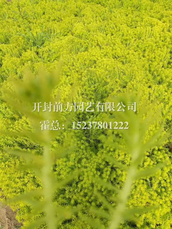 五色草種苗