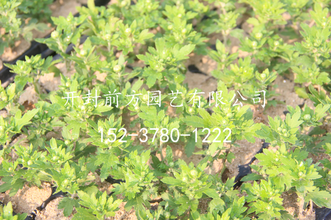 帶蕾扦插菊花苗