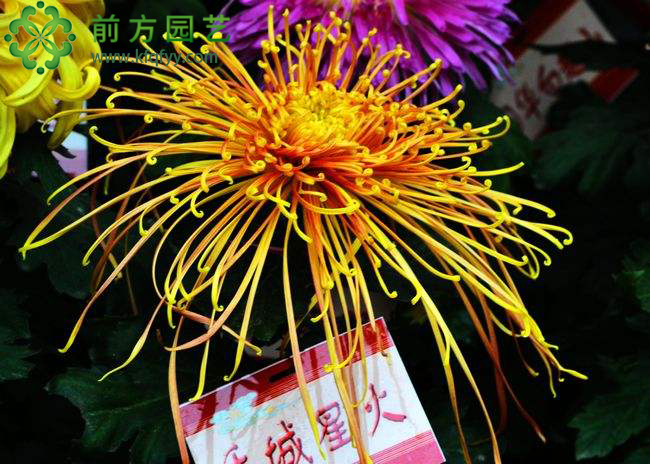 菊花造型帶來的美